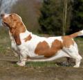 Basset Hound