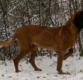 Bavarian Mountain Hound