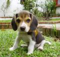 Beagle Puppy Pictures