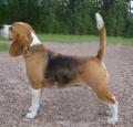 Beagle