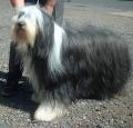 Bearded Collie