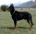 Beauceron