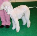 Bedlington Terrier Pictures