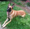 Belgian Malinois Pictures