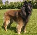 Belgian Tervuren Pictures