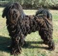 Bergamasco Pictures