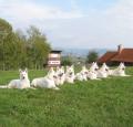 Berger Blanc Suisse