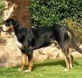 Bernese Mountain Dog Pictures 1