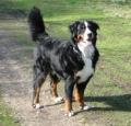 Bernese Mountain Dog