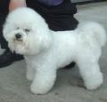 Bichon Frise