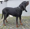 Black and Tan Coonhound