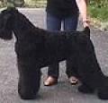 Black Russian Terrier Pictures