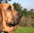 Bloodhound Pictures 1