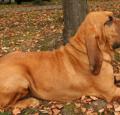 Bloodhound