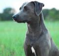 Blue Lacy