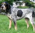 Bluetick Coonhound