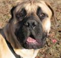 Boerboel Pictures 1