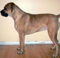 Boerboel