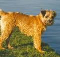 Border Terrier Pictures