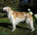 Borzoi Pictures