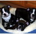 Boston Terrier Puppies Pictures