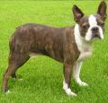 Boston Terrier Pictures