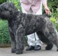 Bouvier des Flandres Pictures