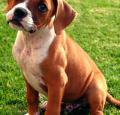 Boxer Puppy Pictures