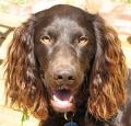 Boykin Spaniel