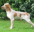 Bracco Italiano Pictures