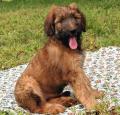 Briard Pictures 1