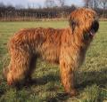 Briard Pictures