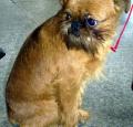 Brussels Griffon