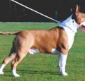 Bull Terrier