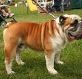 Bulldog