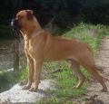 Bullmastiff