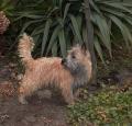 Cairn Terrier