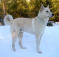 Canaan Dog Pictures 1