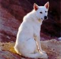 Canaan Dog