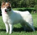 Canadian Eskimo Dog Pictures 1