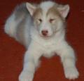 Canadian Eskimo Dog Puppy Pictures