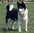 Canadian Eskimo Dog