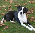 Canadian Pointer Pictures