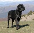 Cane Corso Pictures 1