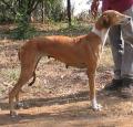 Mudhol Hound