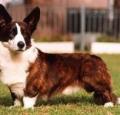 Cardigan Welsh Corgi