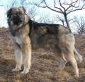 Carpathian Shepherd Dog