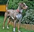 Catahoula Leopard Dog