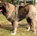 Caucasian Shepherd Dog