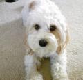 Cavachon Pictures